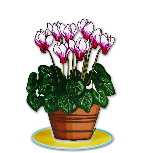 עציץ רקפות - תמונה 2