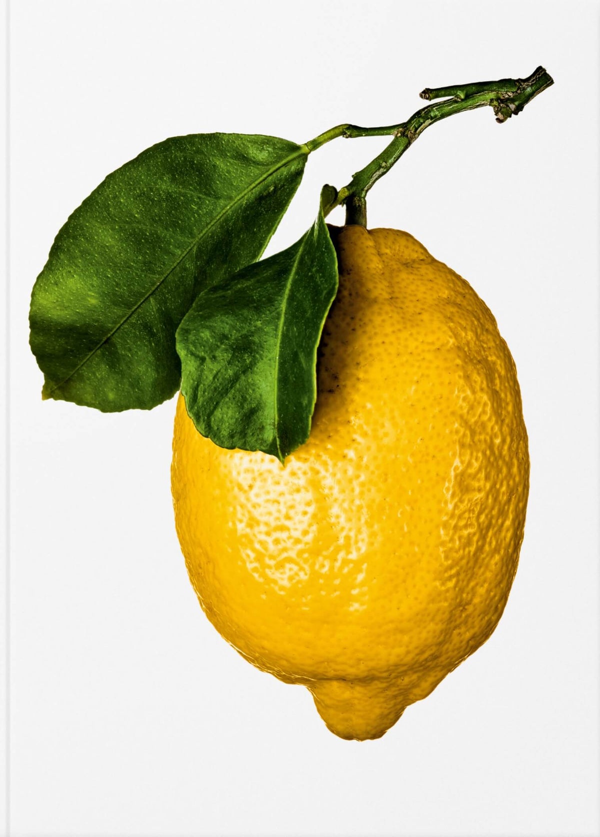 ספר מתכונים The Gourmand's Lemon - עטיפה קדמית עם לימון.